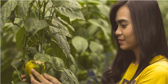 Pengembangan Sistem Monitoring Green House